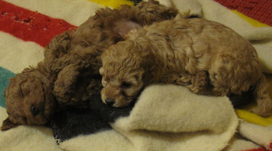 Picture of sleeping puppies
