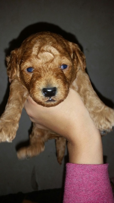 Adorable tan Poodle puppy , about a month old, being held up