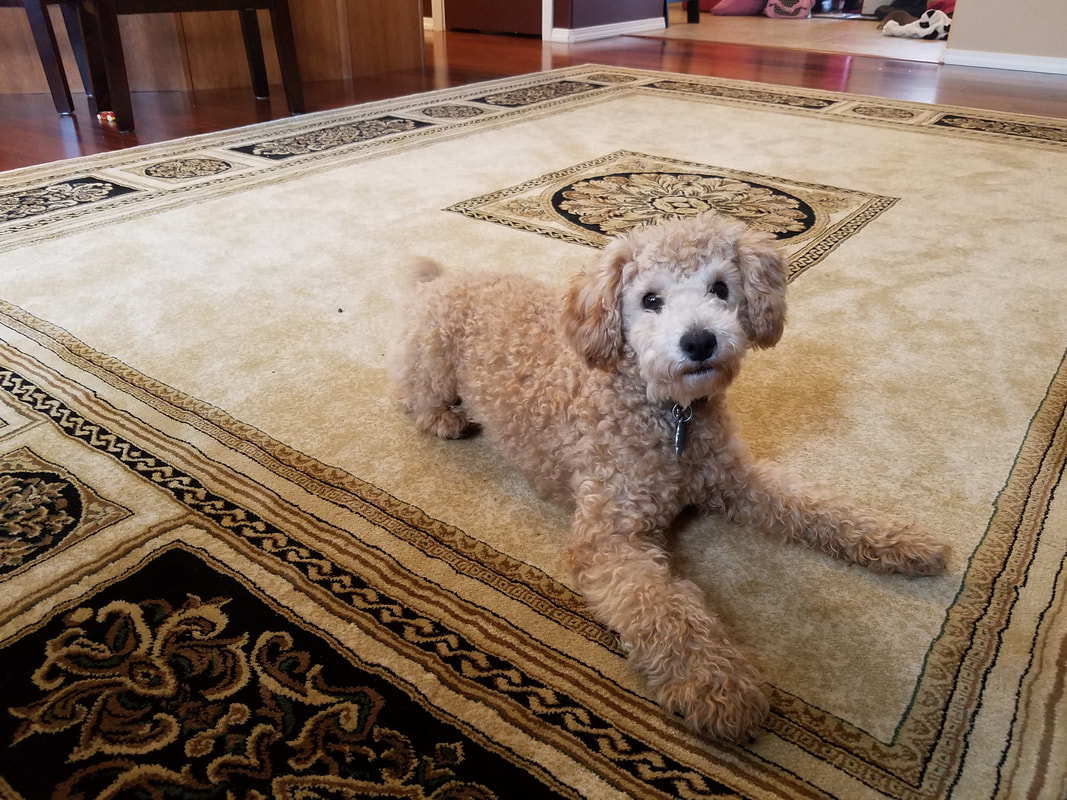 Picture of Apricot Miniature Poodle stretched out on beautiful carpet