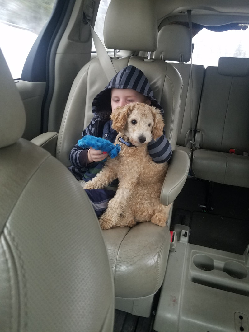 Picture of boy in back seat of car holding Poodle