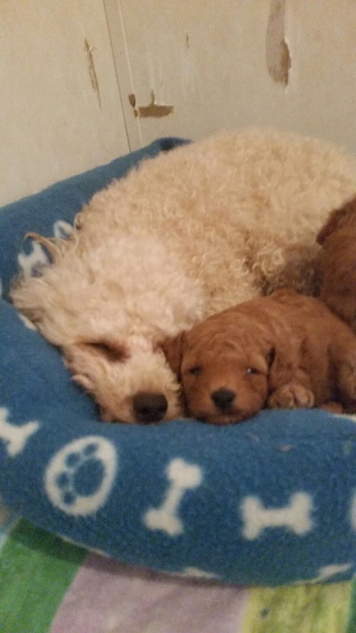Adorable red Poodle puppy sleeping by his mama's side.