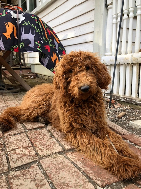 Red Moyen Poodle sitting on a patio with a stick between front paws