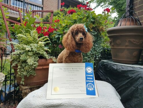 Well-groomed Poodle with certificate of Good Citizenship 
