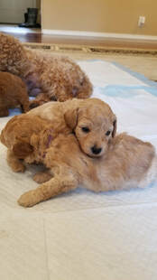 Picture of young Poodle puppies playing