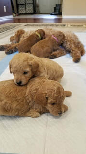 Picture of young Poodle puppies playing near Poodle mom
