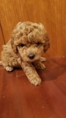 Picture of Red Teddy Poodle pup sitting
