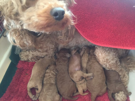 Picture of Tasha's big litter of pups nursing
