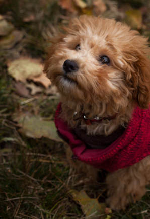 Picture of red poodle dog with red sweater looking up