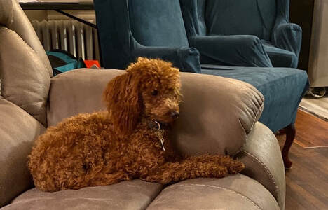Picture of red Poodle on couch