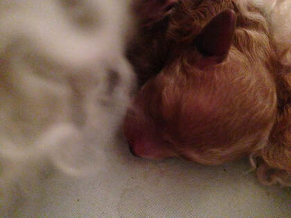Picture of sleeping Poodle puppy close up