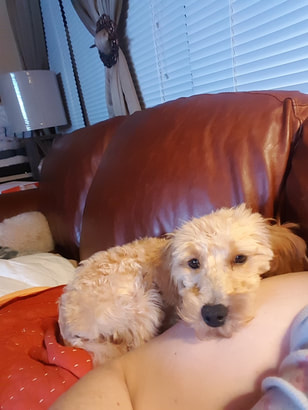 Picture of poodle dog on couch looking sleepy