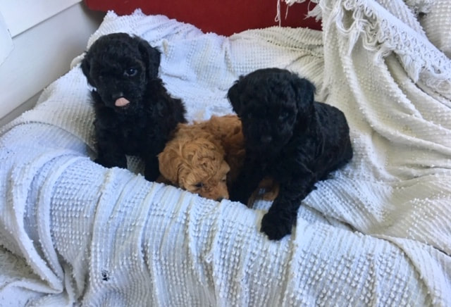 Picture of three puppies on dog bed