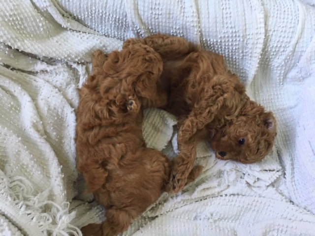 Picture of two red puppies laying in a heart shape