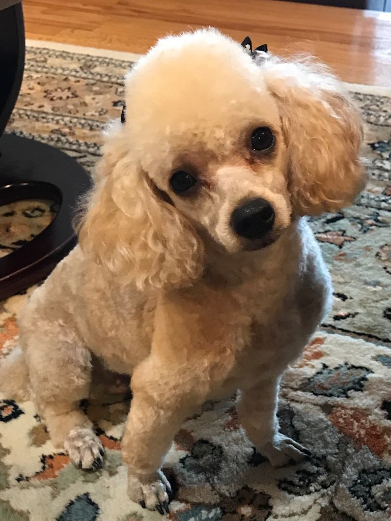 apricot Toy Poodle sitting, looking directly at camera with big eyes.