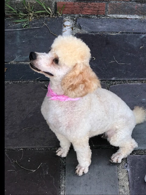 apricot Toy Poodle with pink bandana sits on stone floor