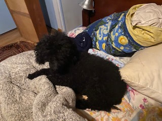 Black Miniature Poodle lays on a red plaid blanket on a white couch
