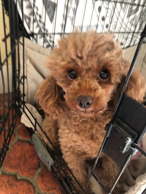 Red Toy Poodle with big eyes sitting in a crate