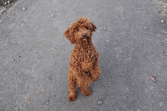 Red Miniature Poodle standing on hind legs outdoors
