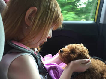 Picture of red-headed girl looking into her RedTeddy Poodle's eyes