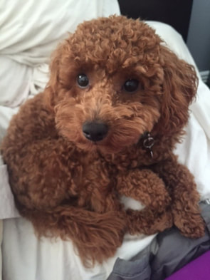 Picture of red Poodle dog sitting up