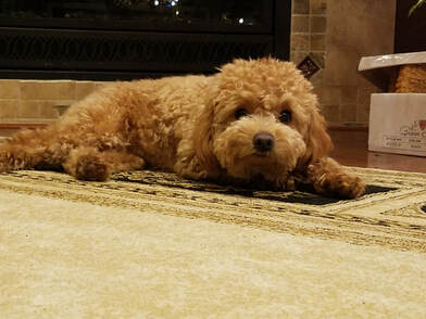 Red Miniature Poodle lays down on Oriental carpet in front of fireplace