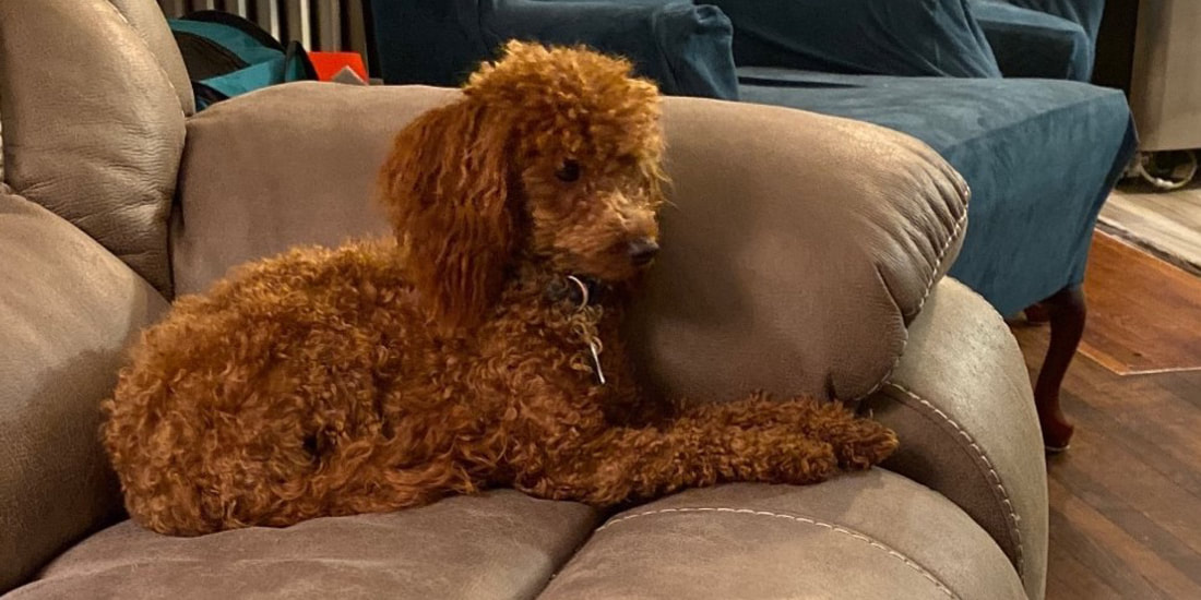 red toy poodle for sale near me