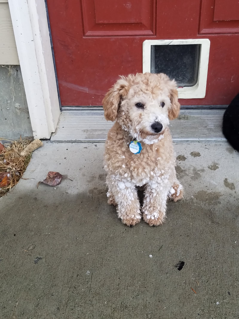 Picture of Apricot Miniature Poodle sitting in front of red door with snow on his paws and muzzle