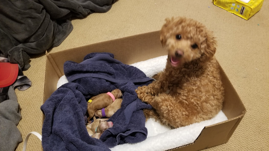 Picture of mama Poodle dog with new litter of puppies