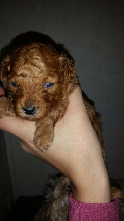 Wary tan Poodle puppy , about a month old, being held up