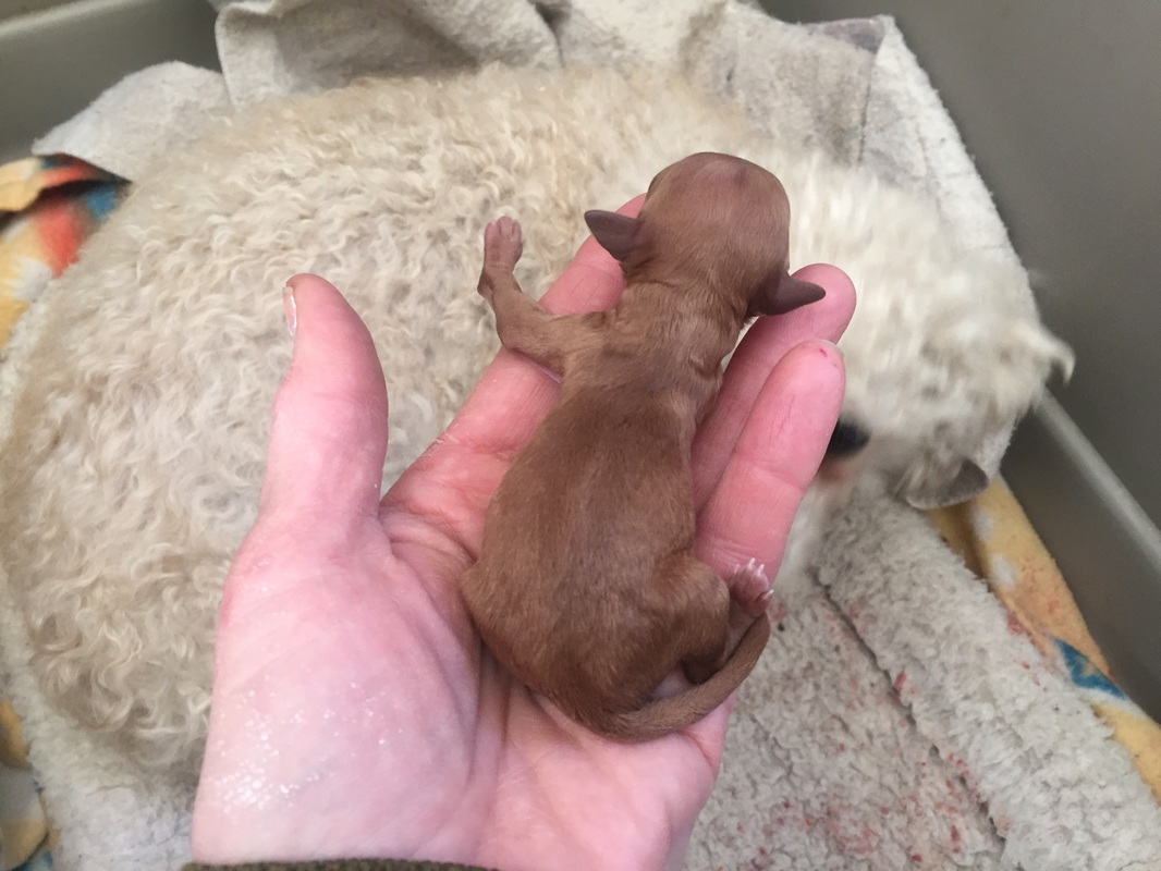 Picture of day old puppy in palm of hand