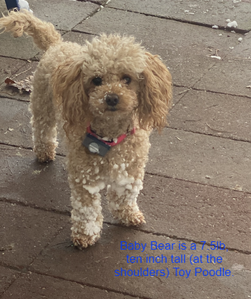 Apricot Toy Poodle stands on a patio
