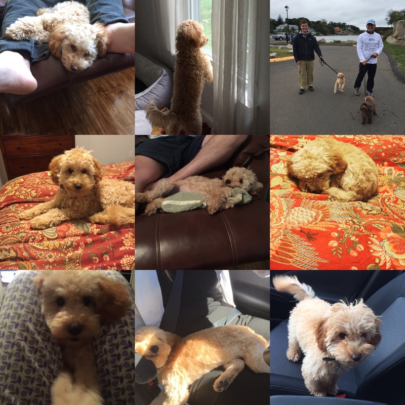 Compilation of pictures of poodle dogs with their owners, sleeping on beds, at the window, on the couch...