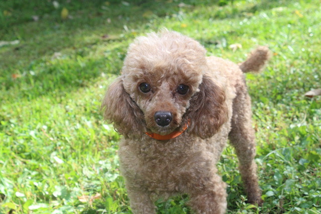 Apricot Toy Poodle standing in the green grass