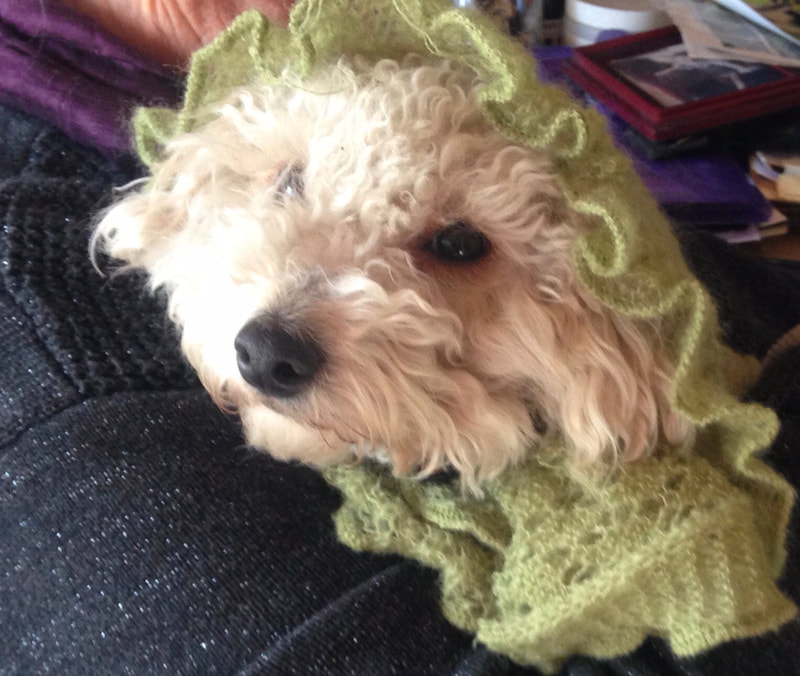 Cream-colored Miniature Poodle wearing a knitted green bonnet.