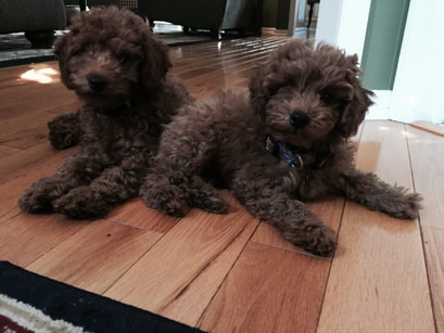 Picture of two brown poodle dogs sitting together