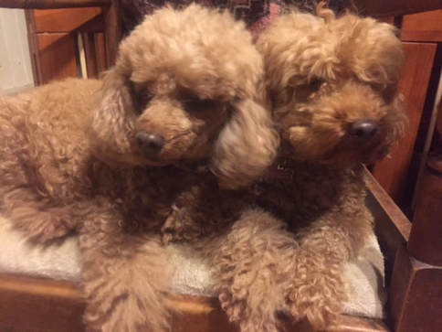 Picture of Peggy and Blaze, red Poodle dams, sitting close together on chair