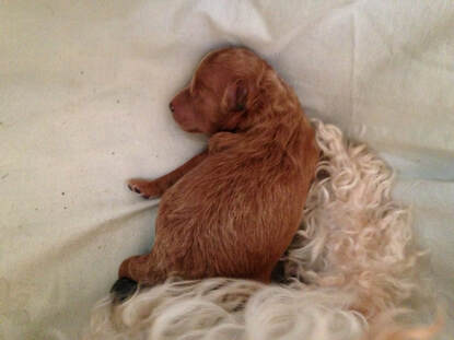 Picture of sleeping Poodle puppy
