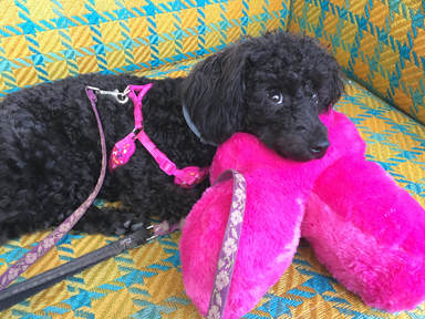 Picture of Pippi, black poodle toy on couch with pink pillow