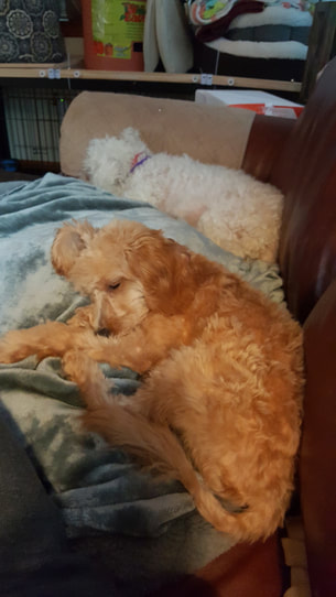 Picture of poodle dog sleeping on couch