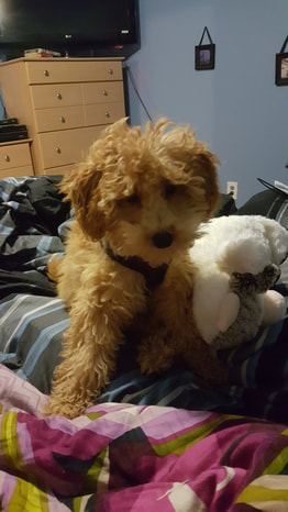 Picture of poodle dog standing on bed