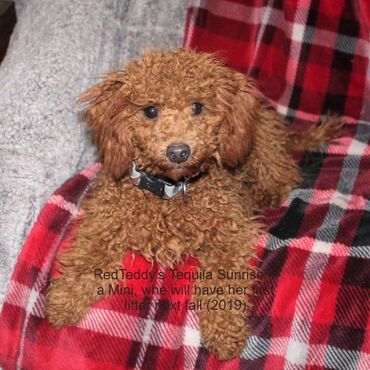 Red Miniature Poodle lays down on red plaid blanket on white couch