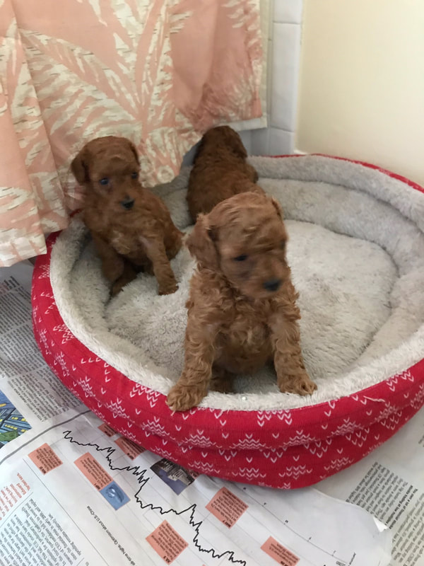 Three red Poodle puppies in a round dog bed. 