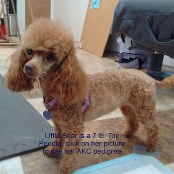 Apricot Toy Poodle stands indoors with purple harness