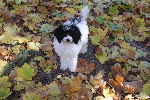 Black and white Parti Poodle standing in the yellow autumn leaves