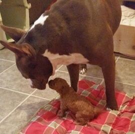 Picture of Boxer and Poodle pup touching noses